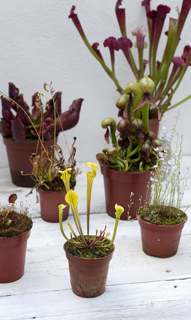 Carnivorous plants provide a talking point in any household Inspiration for - photo 7