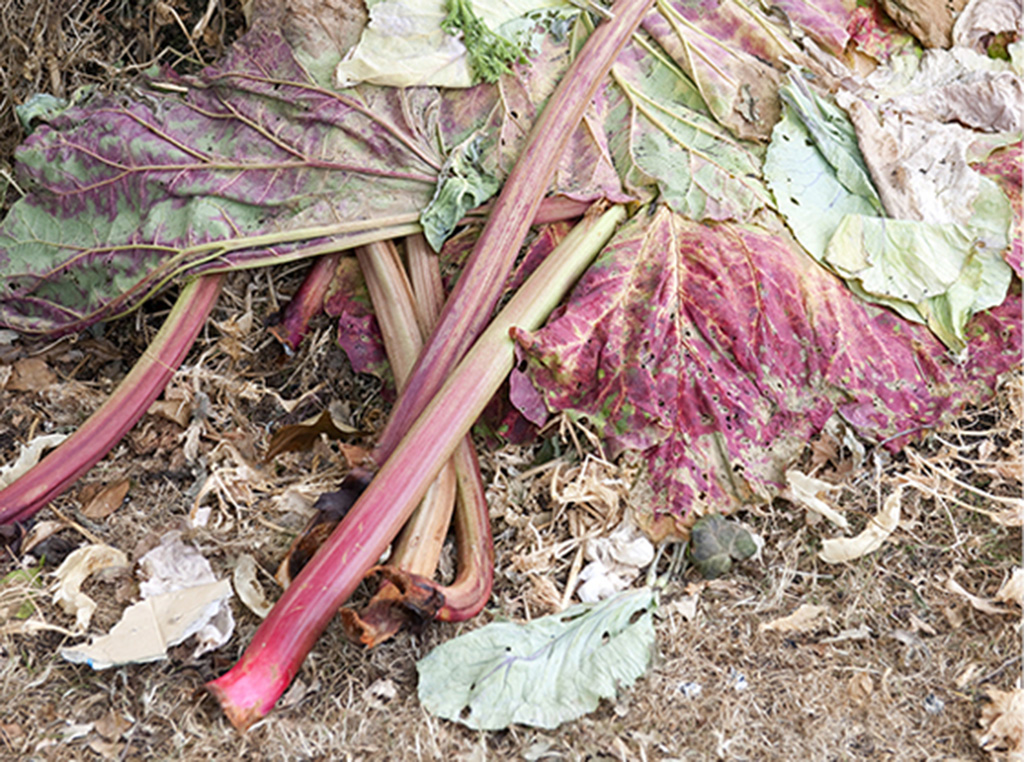 Transform your kitchen scraps and garden waste into compost for use on all - photo 8