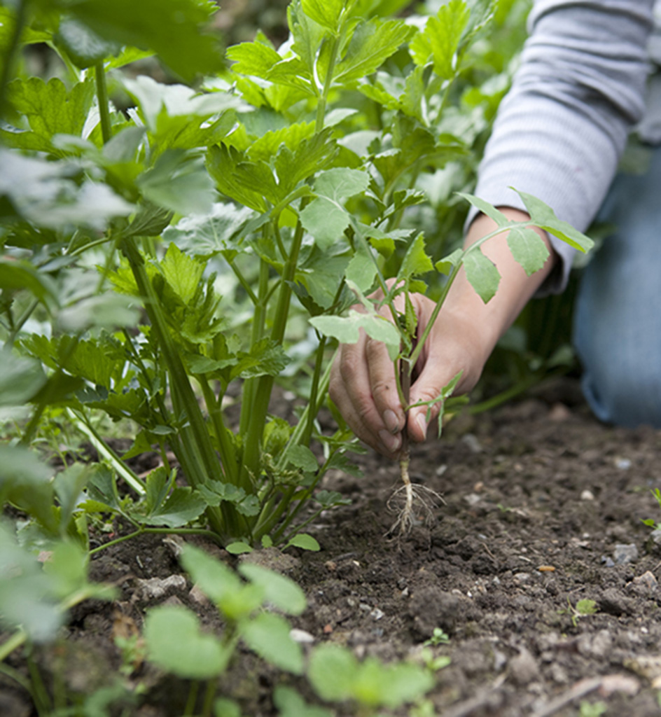 Weeds that germinate in a compost mulch are easy to remove by hand Why - photo 11