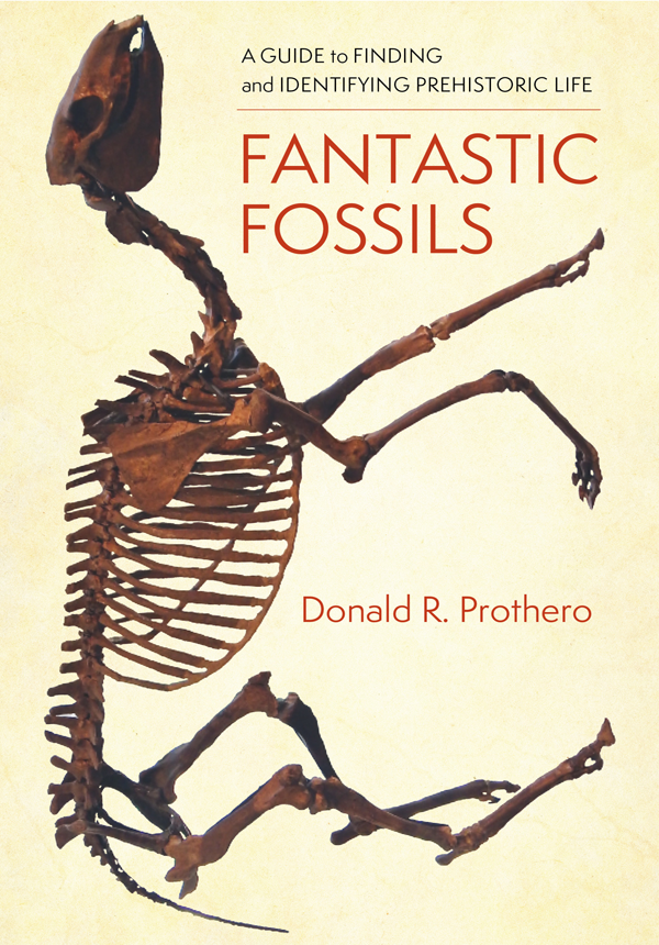 FANTASTIC FOSSILS FANTASTIC FOSSILS A GUIDE TO FINDING AND IDENTIFYING - photo 1