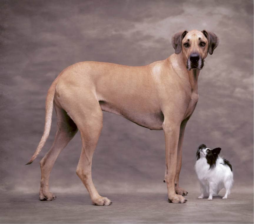 The extremes in size in the dog world are illustrated here by a Great Dane - photo 7