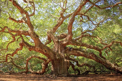 the Angel Oak on Johns Island While history buffs flock to the region for its - photo 11