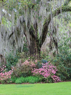 azaleas and an oak tree in Charleston Historic Charleston Enjoy this - photo 14