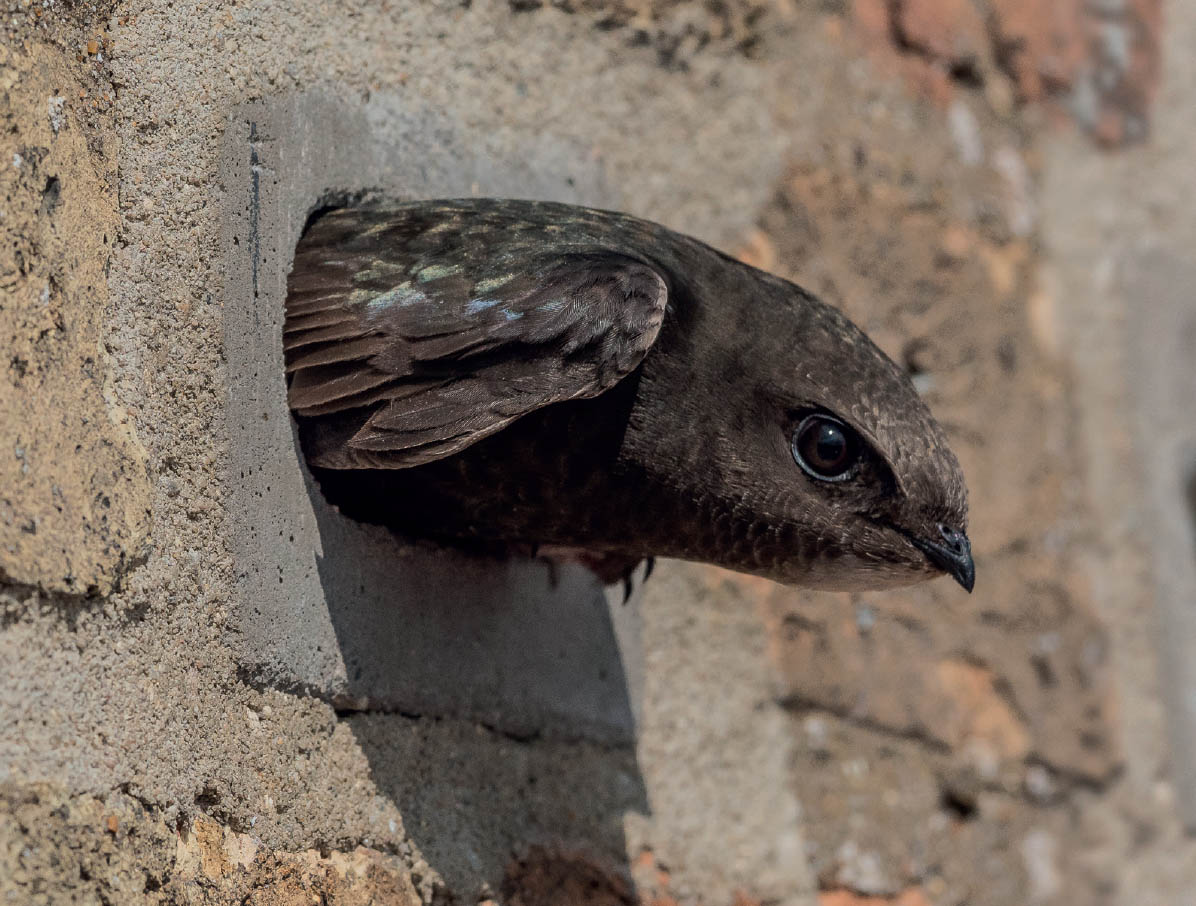 The swifts feathers shimmer with iridescence as it emerges from a nest brick - photo 3