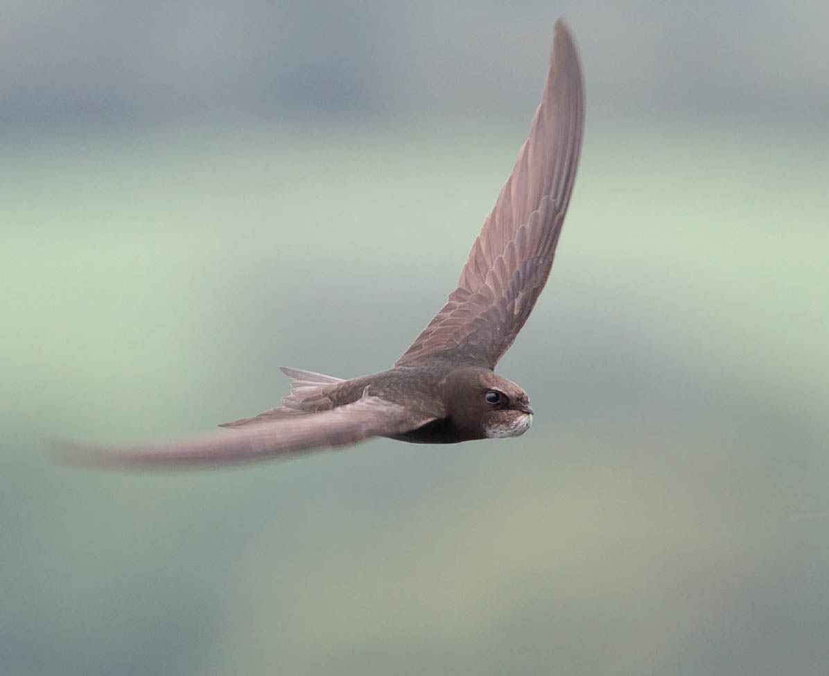 The swifts throat is engorged with food for its nestlings Roger Wyatt - photo 12