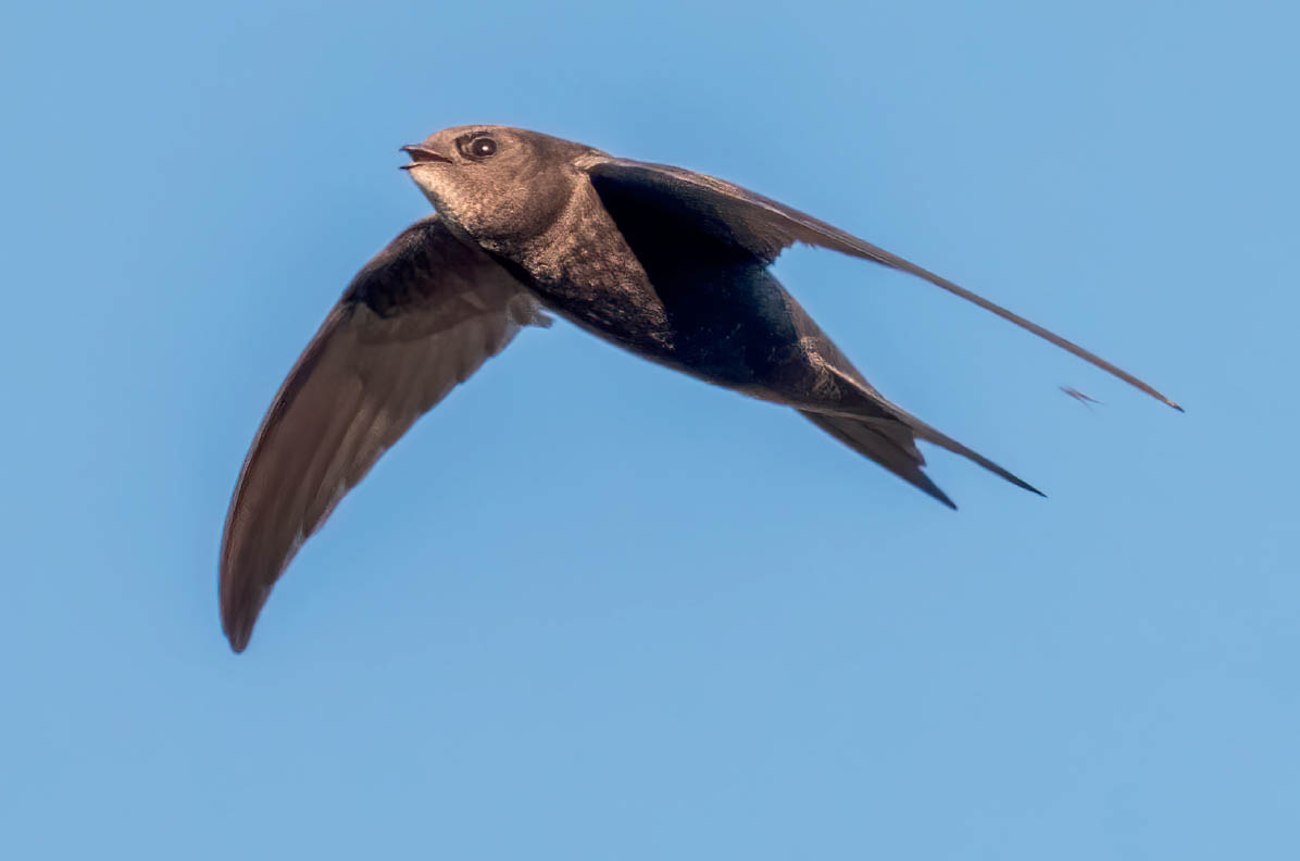 Parent swifts collect between 300 and 1000 insects per meal for their chicks - photo 4