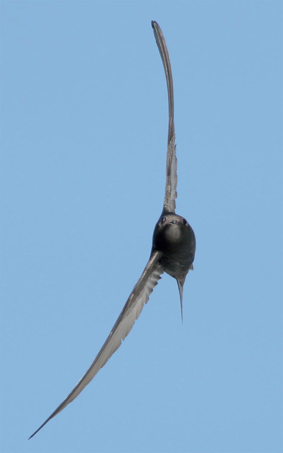 The aerodynamics of flight Opposite A steep banking turn the wings almost - photo 5