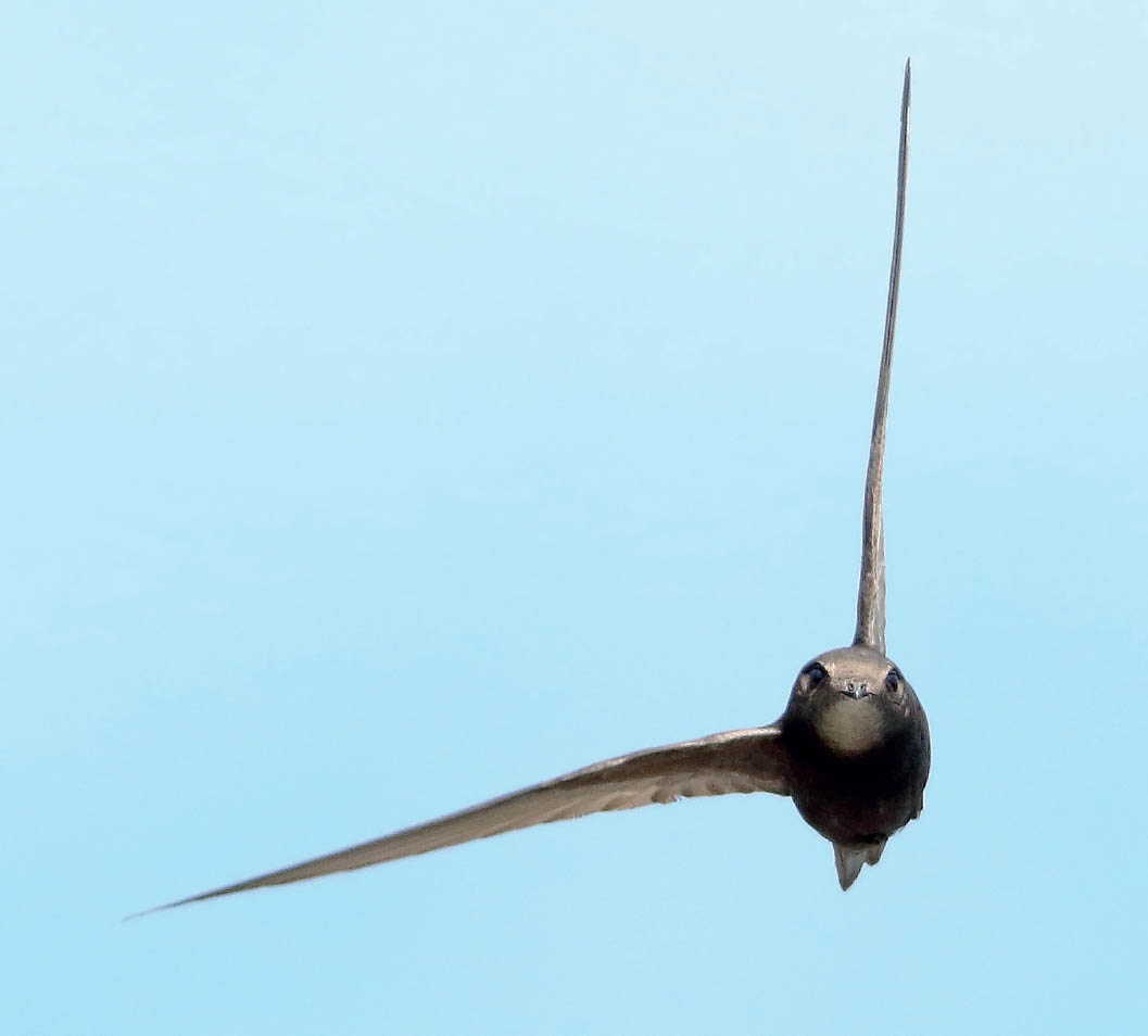 The aerodynamics of flight Opposite A steep banking turn the wings almost - photo 6