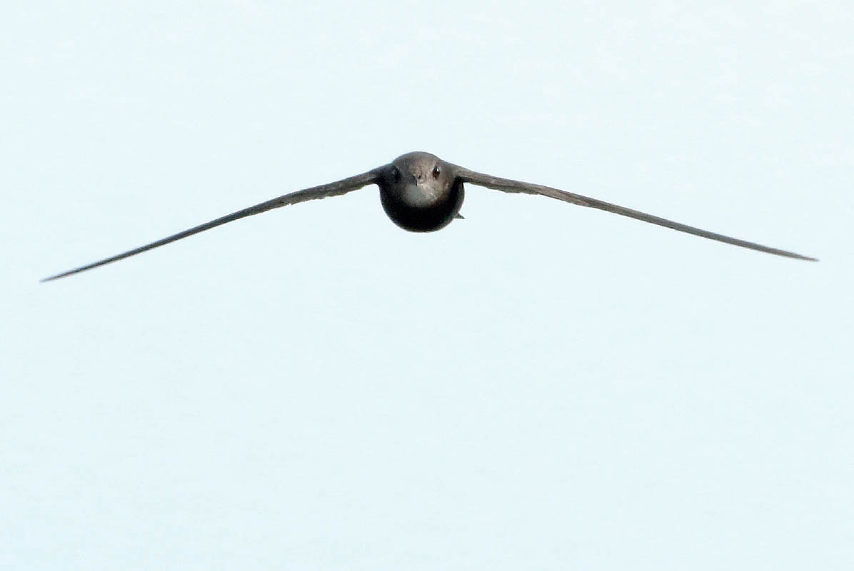 Swifts at sunset Ben Andrew Common swift drinking from a forest lake in - photo 7