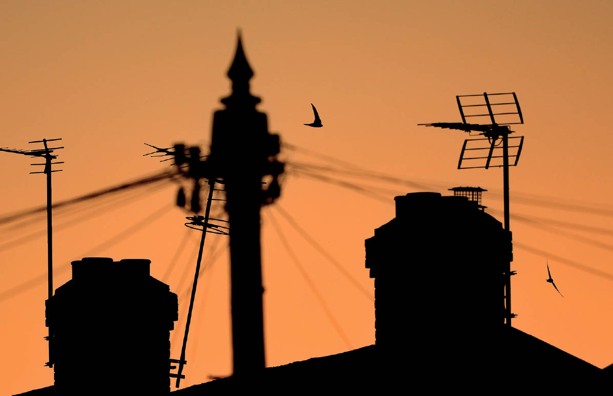 Swifts at sunset Ben Andrew Common swift drinking from a forest lake in - photo 8