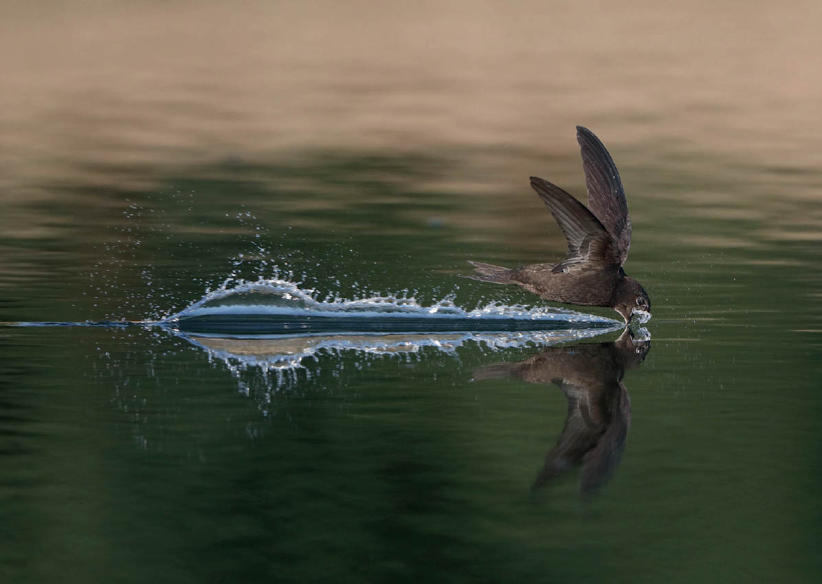 Common swift drinking from a forest lake in Denmark Ben Andrew The - photo 9