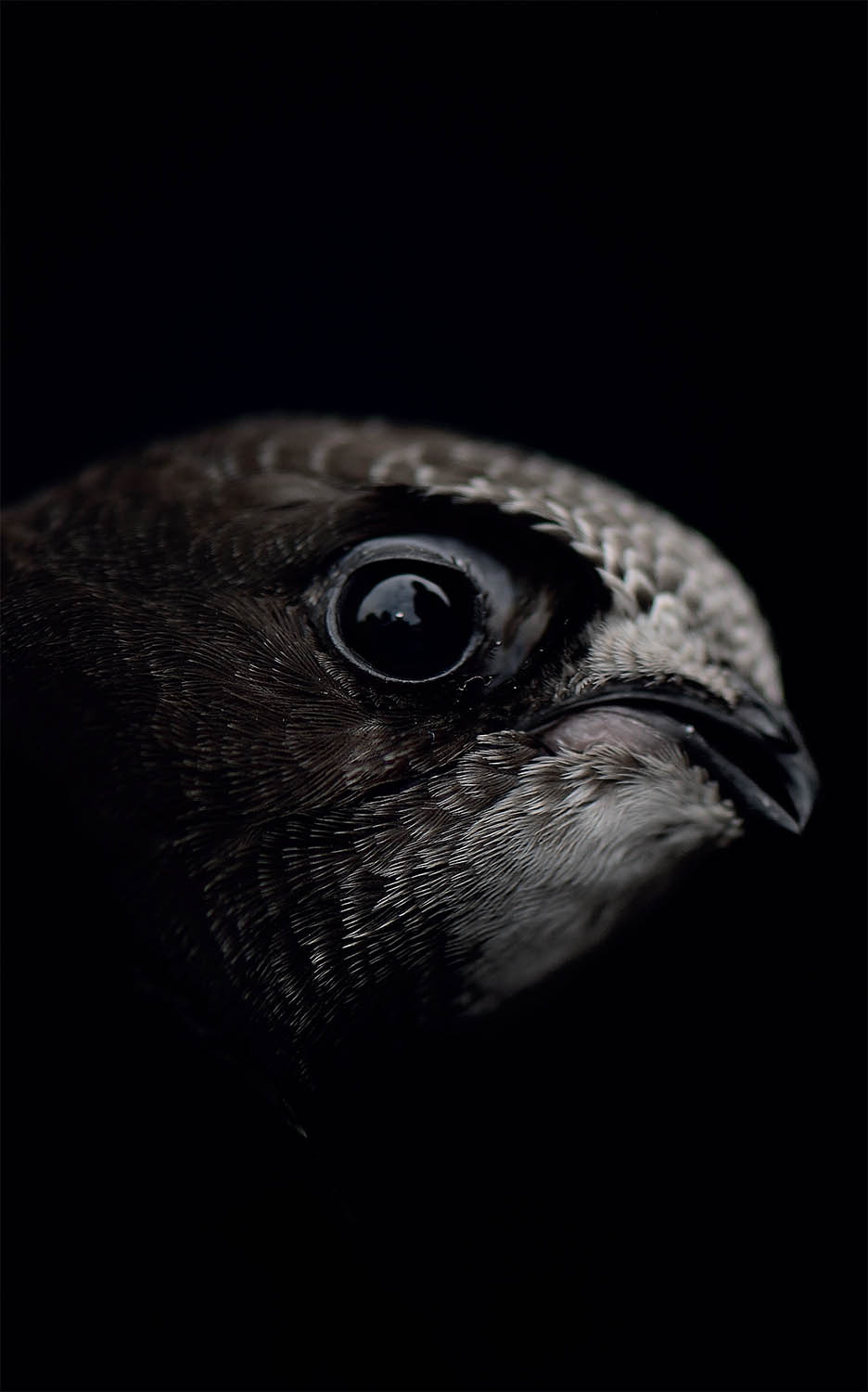 The feathers of young swifts have white edges and the throat is paler than in - photo 10