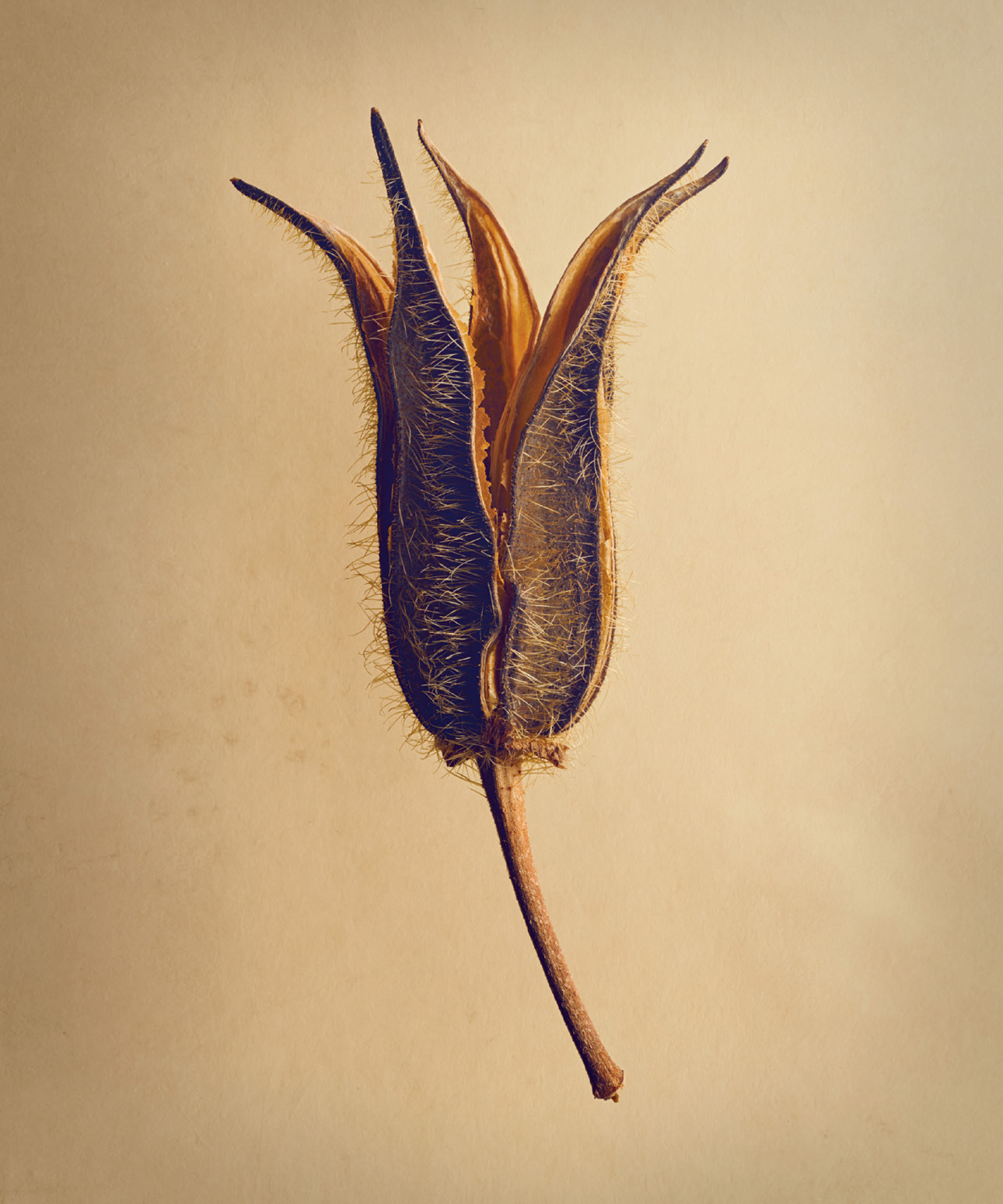 The Botanical Photography of LEVON BISS THE HIDDEN BEAUTY OF SEEDS FRUITS - photo 7