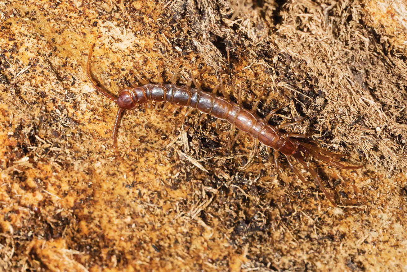 Stone Centipede centipede Insects are by far the most familiar and - photo 8