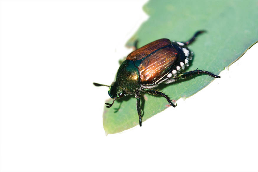 Japanese Beetle The invasive Japanese beetle provides a good example of an - photo 11