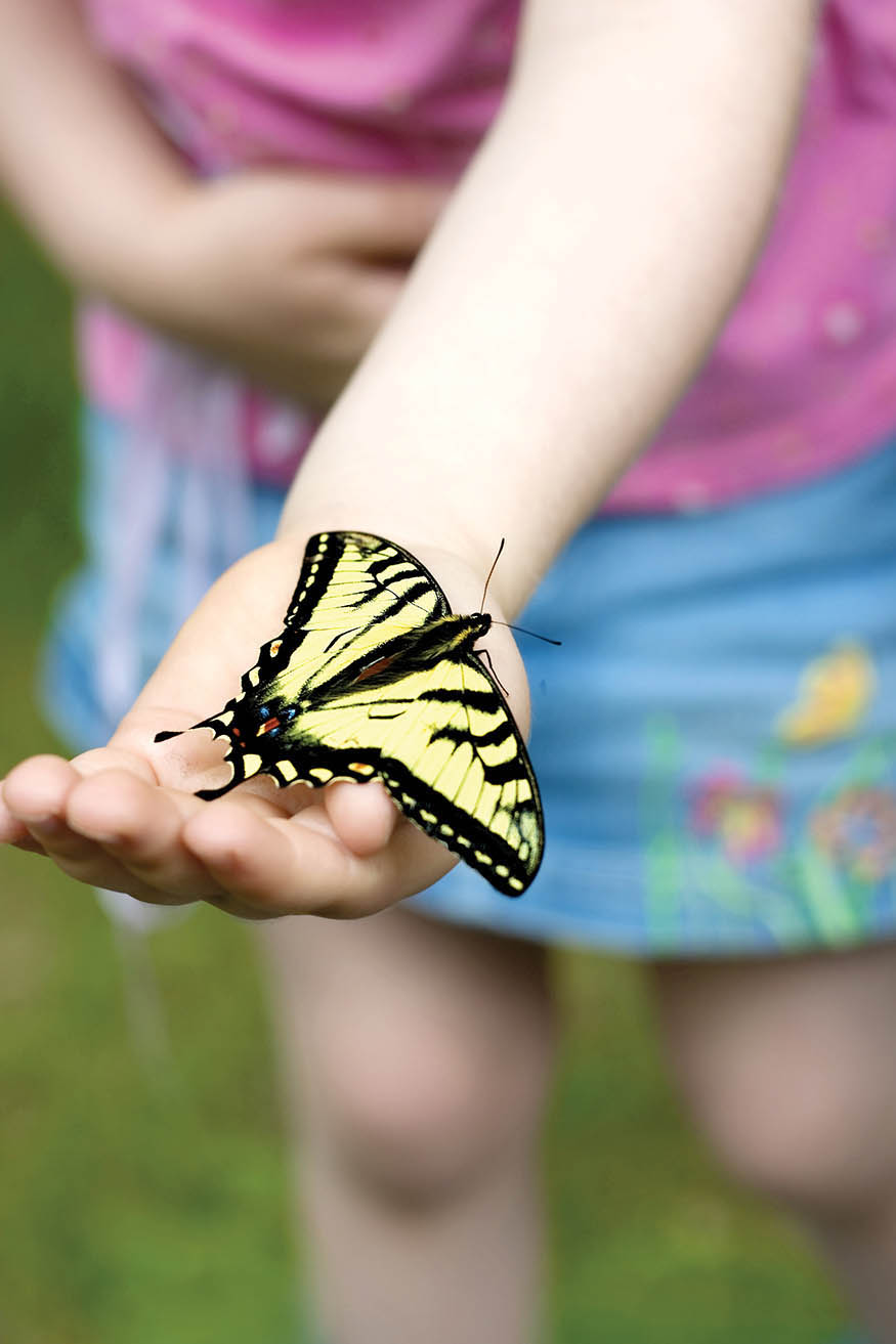 Butterflies like this Tiger Swallowtail are a perennial favorite with all - photo 10