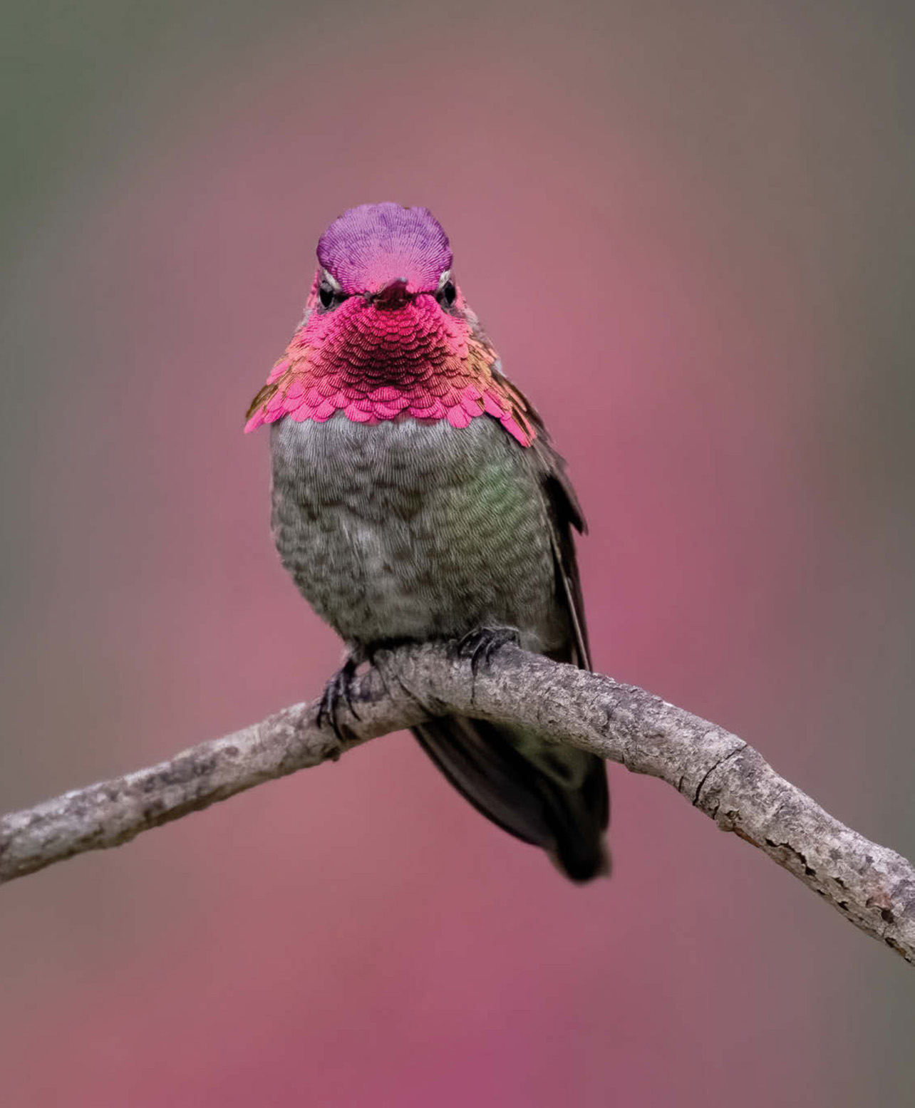 BIRDS of INSTAGRAM Extraordinary Images from Around the World Edited by David - photo 3