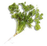 Coriander is a pungent herb and spice plant that is essential in southeast - photo 8