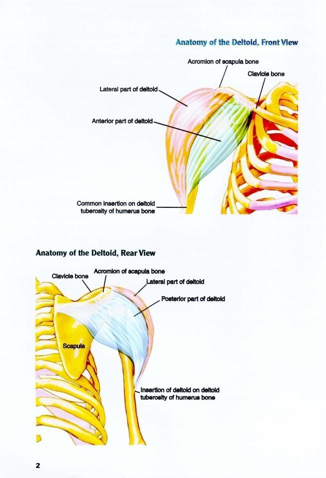 The Anatomy of Bodybuilding - photo 3