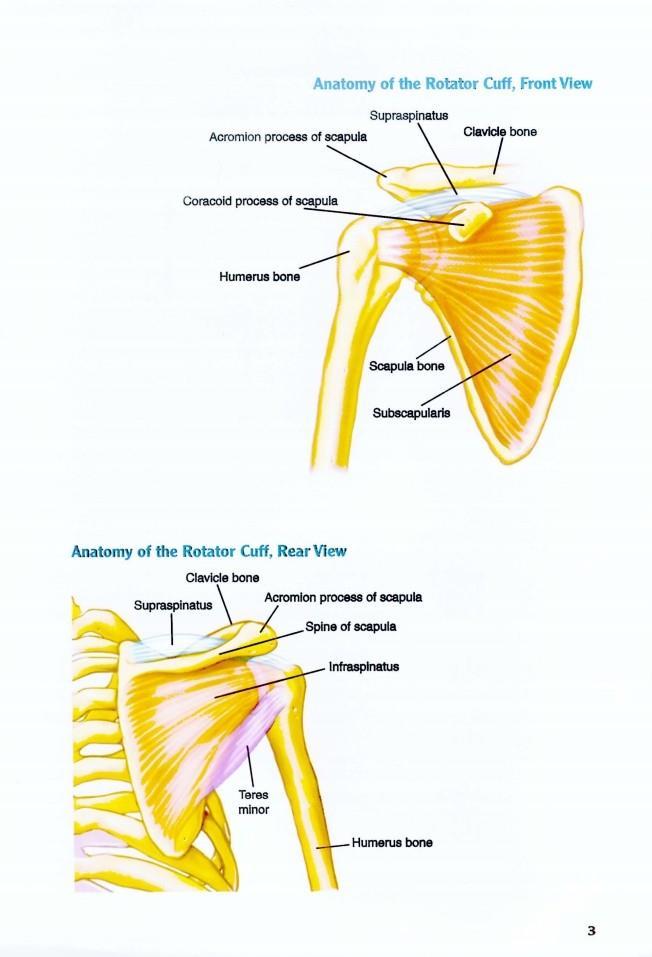 The Anatomy of Bodybuilding - photo 4