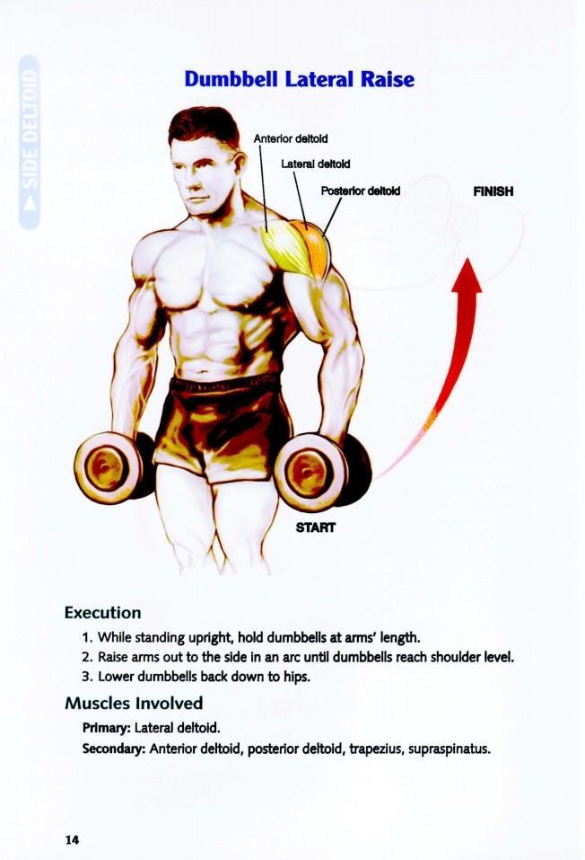 The Anatomy of Bodybuilding - photo 15