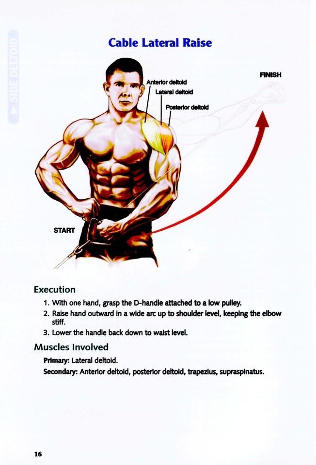 The Anatomy of Bodybuilding - photo 17