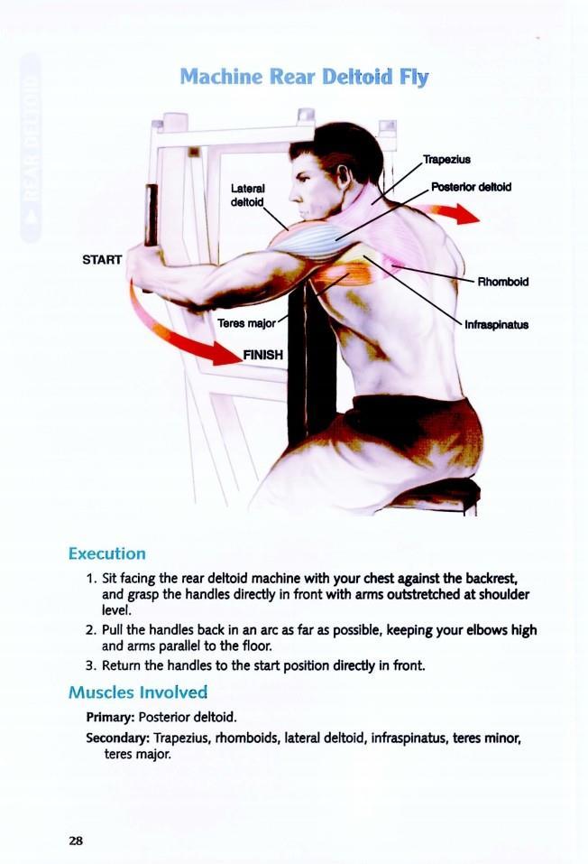 The Anatomy of Bodybuilding - photo 29