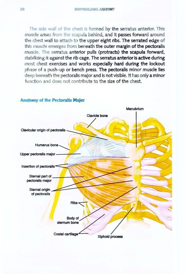 The Anatomy of Bodybuilding - photo 38