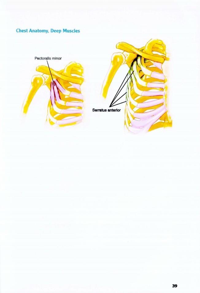 The Anatomy of Bodybuilding - photo 39