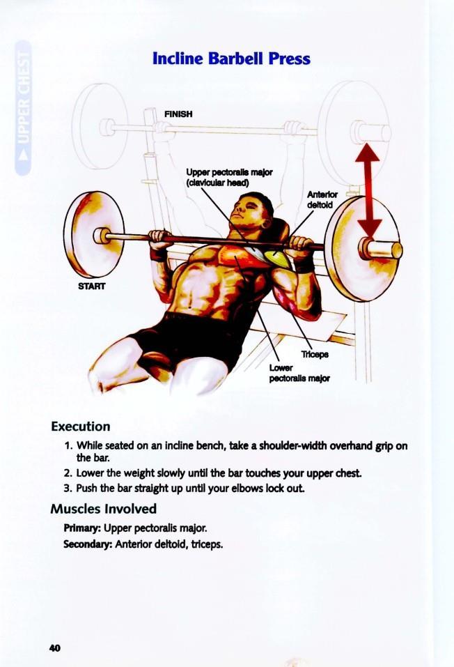 The Anatomy of Bodybuilding - photo 40