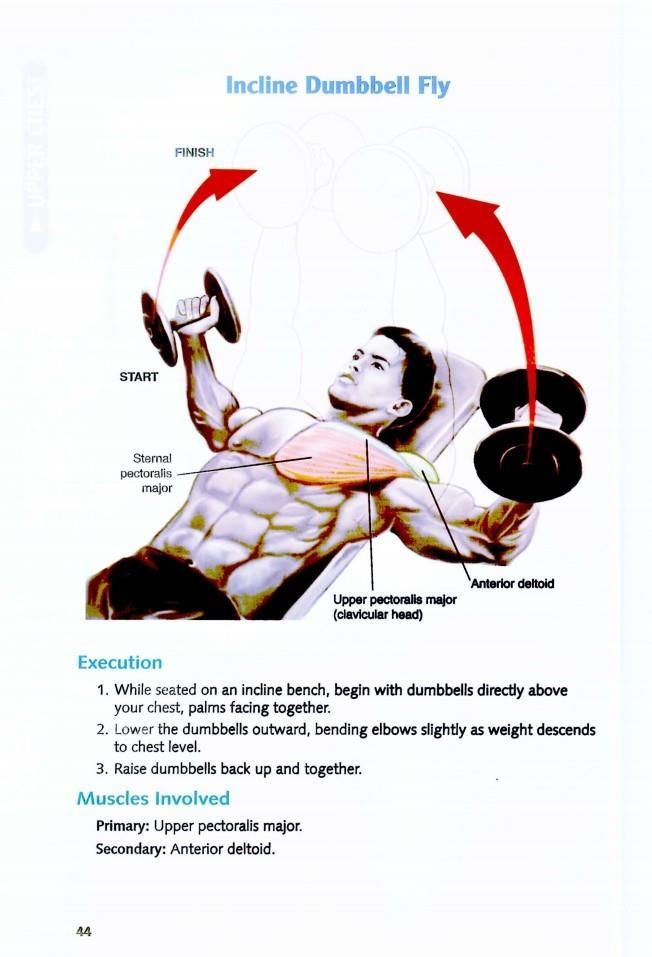 The Anatomy of Bodybuilding - photo 44