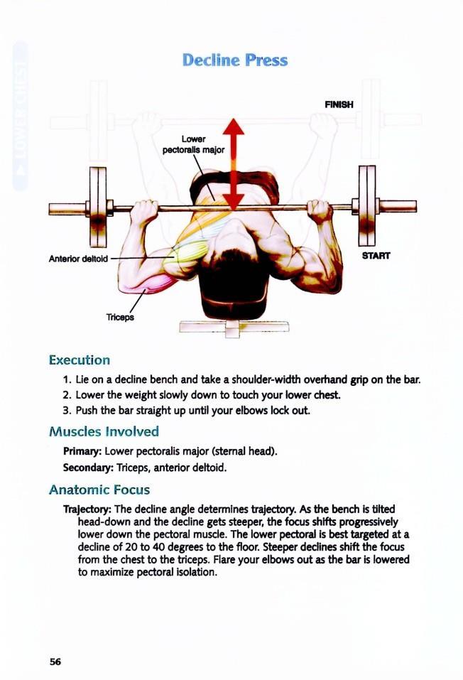 The Anatomy of Bodybuilding - photo 56