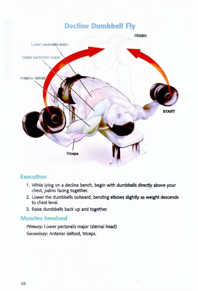 The Anatomy of Bodybuilding - photo 58