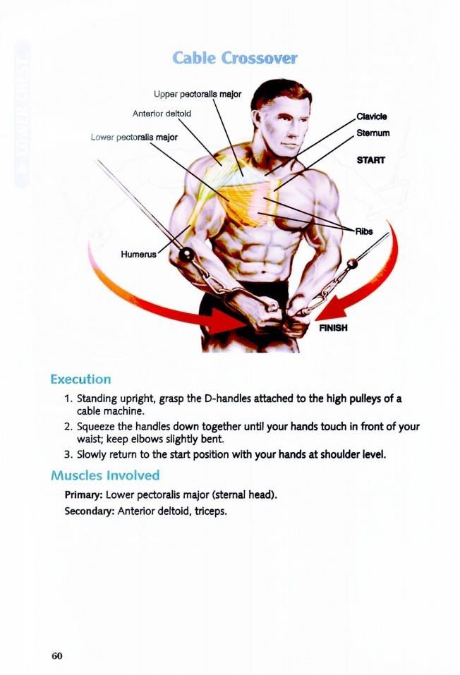 The Anatomy of Bodybuilding - photo 60