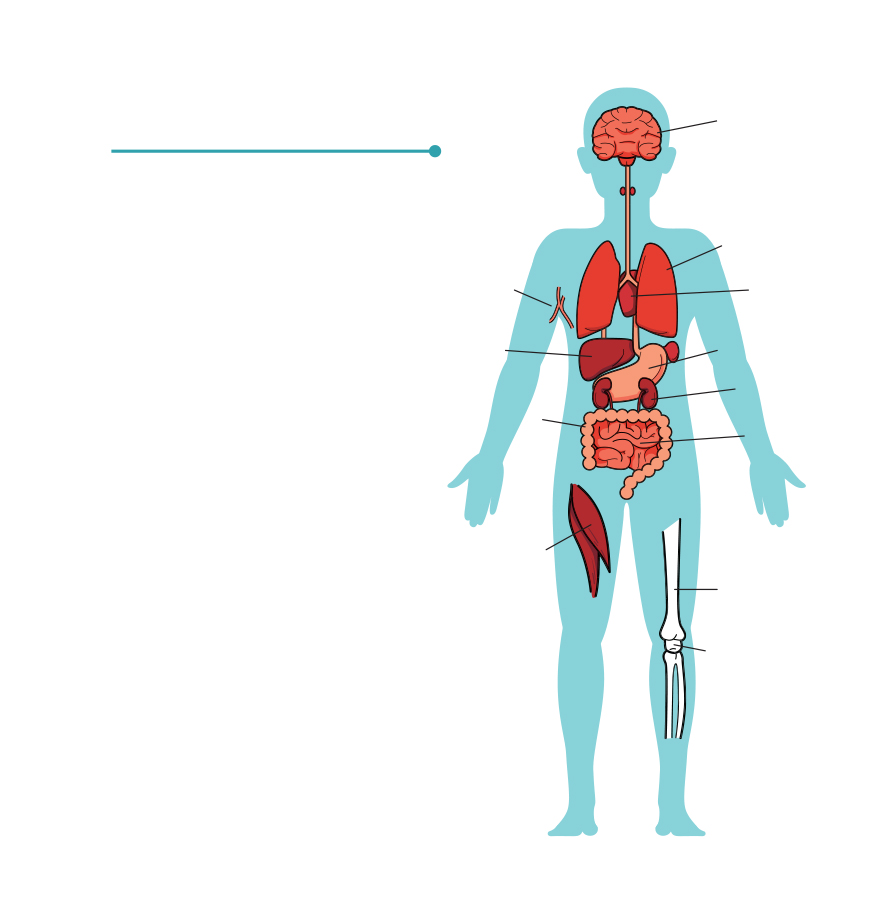 What Is a Body Every living thing or organism has a body Animals plants - photo 10