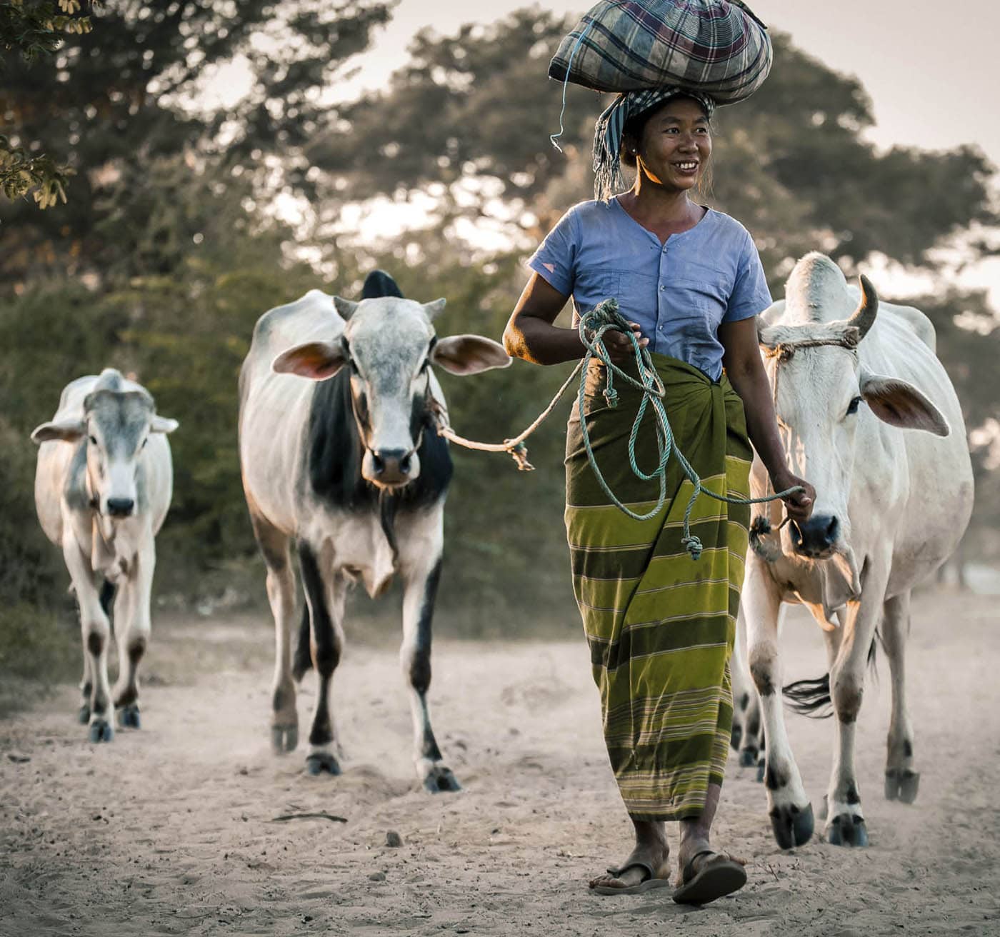 Zebu cattle originated in South Asia from Indian aurochs and have the - photo 12