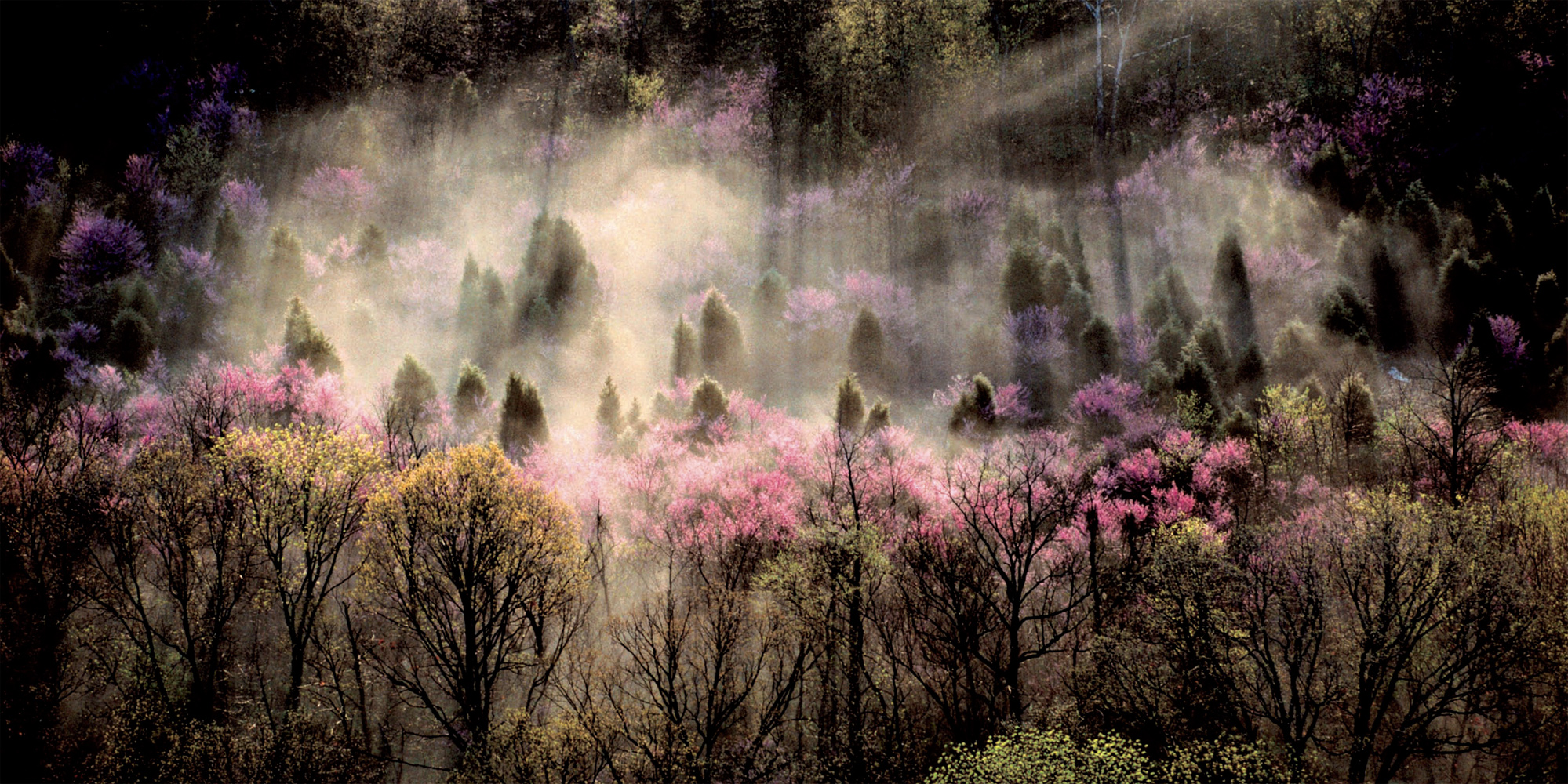 SAM ABELL Kellys Ford Virginia Spring blooms in the Virginia hills - photo 3