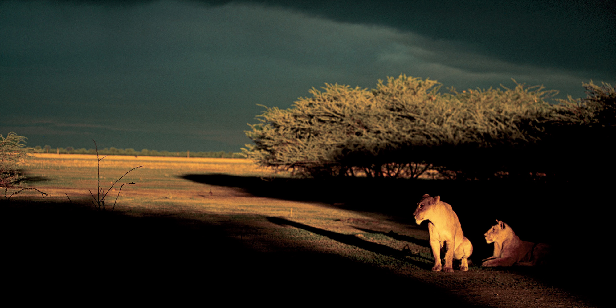 BEVERLY JOUBERT Savuti Botswana Two lionesses rest in the afternoon sunlight - photo 6