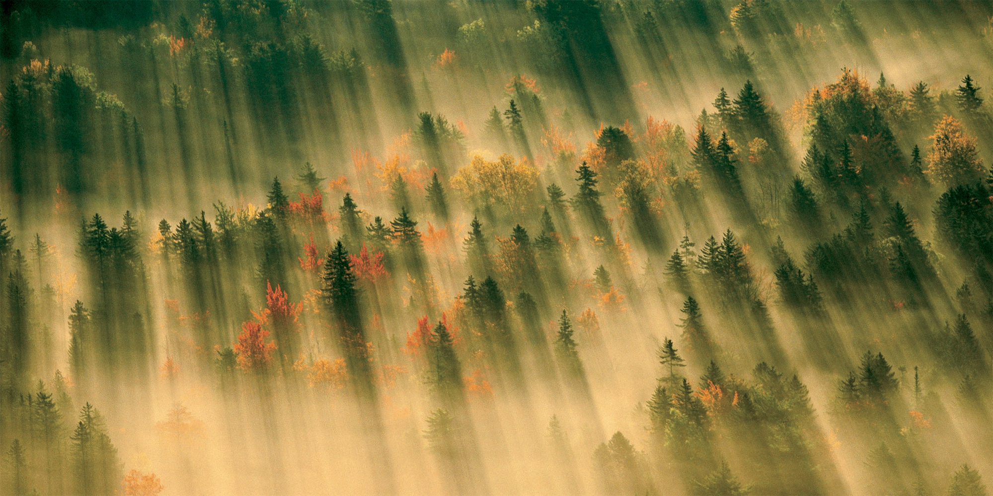 MICHAEL MELFORD Acadia National Park Maine Autumn-colored trees pierce through - photo 14