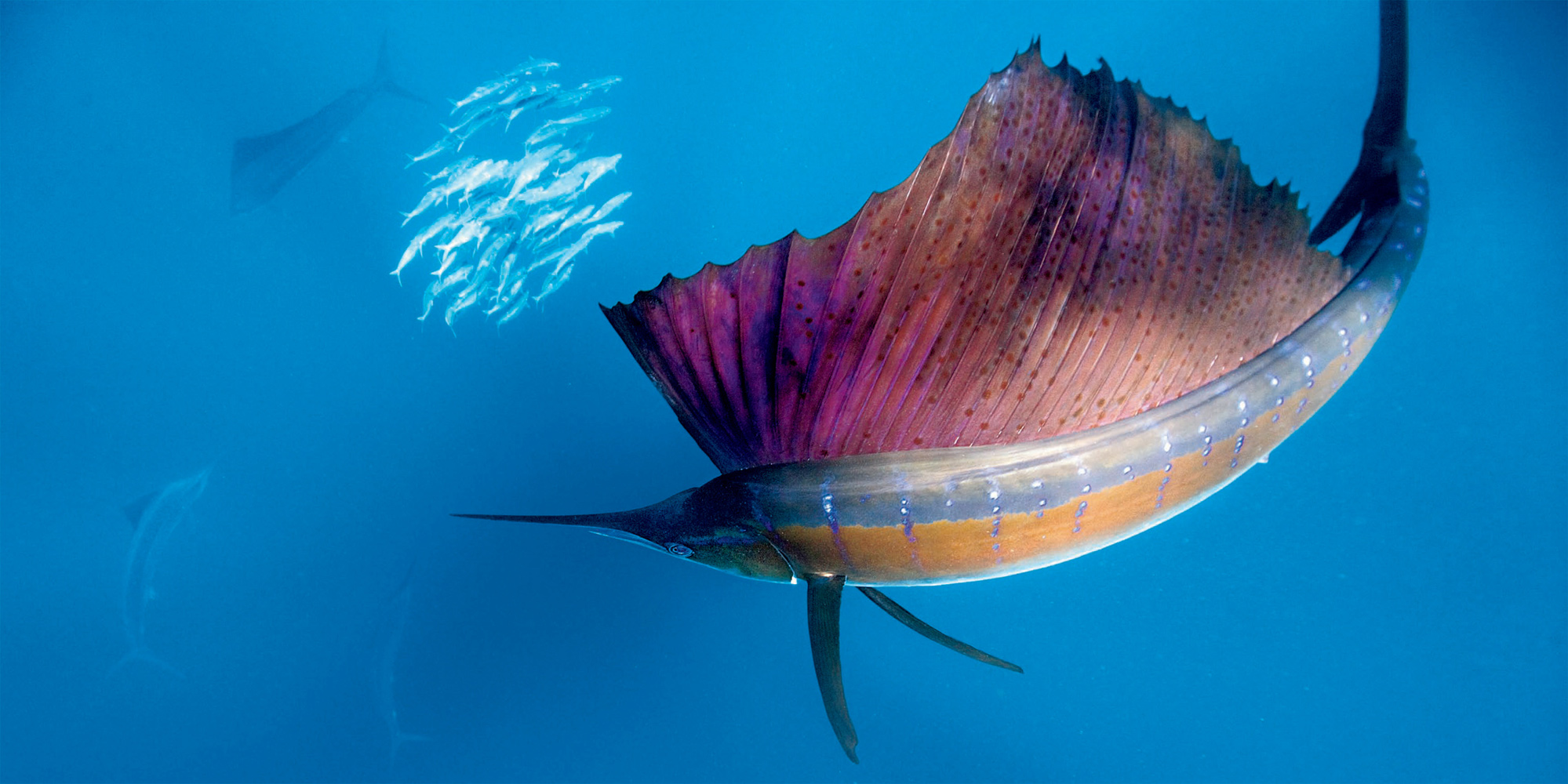 PAUL NICKLEN Isla Mujeres Mexico A sailfish gracefully rounds up sardines - photo 21