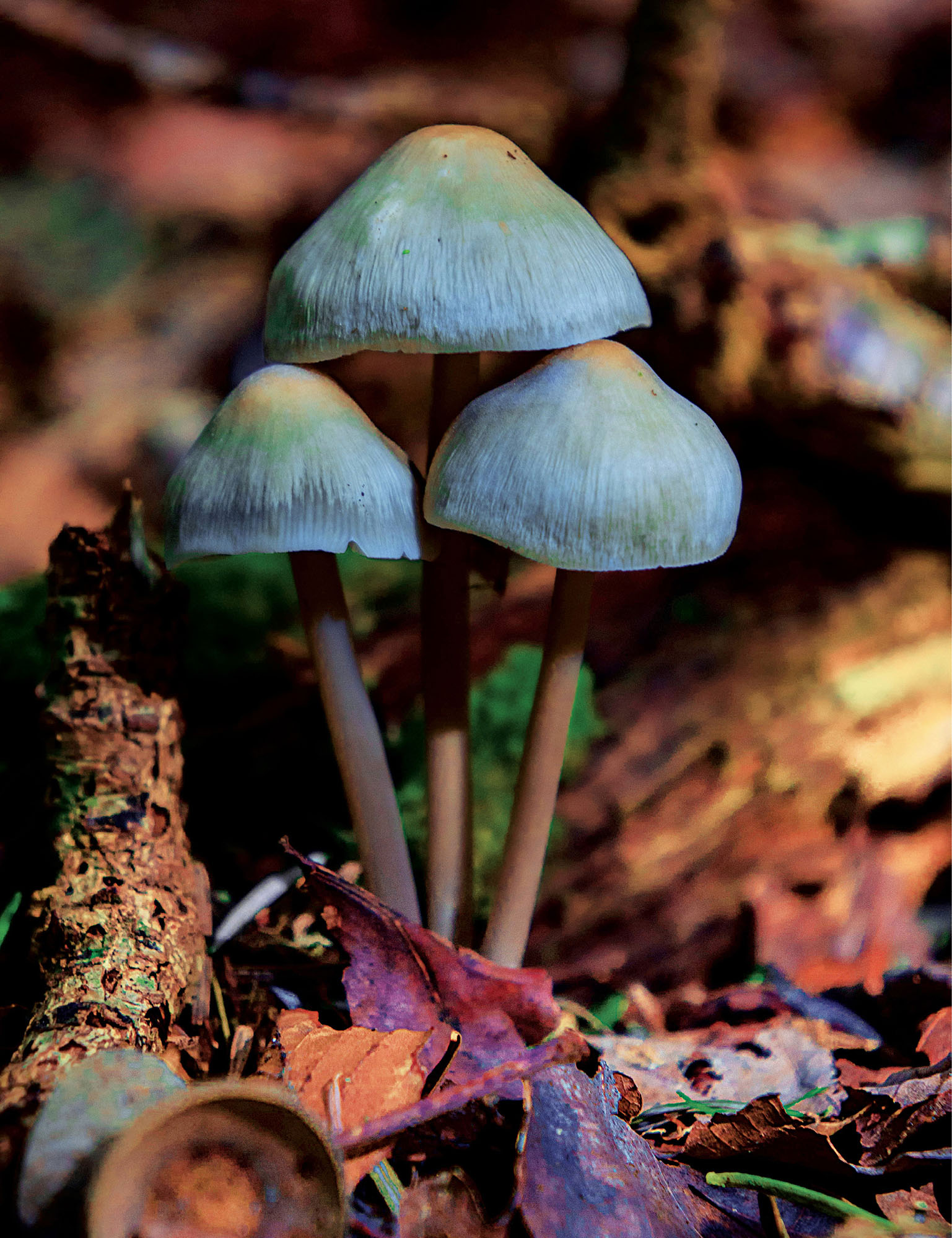 Unidentified mushroom species Gymnopus sp Coprinellus sp - photo 4