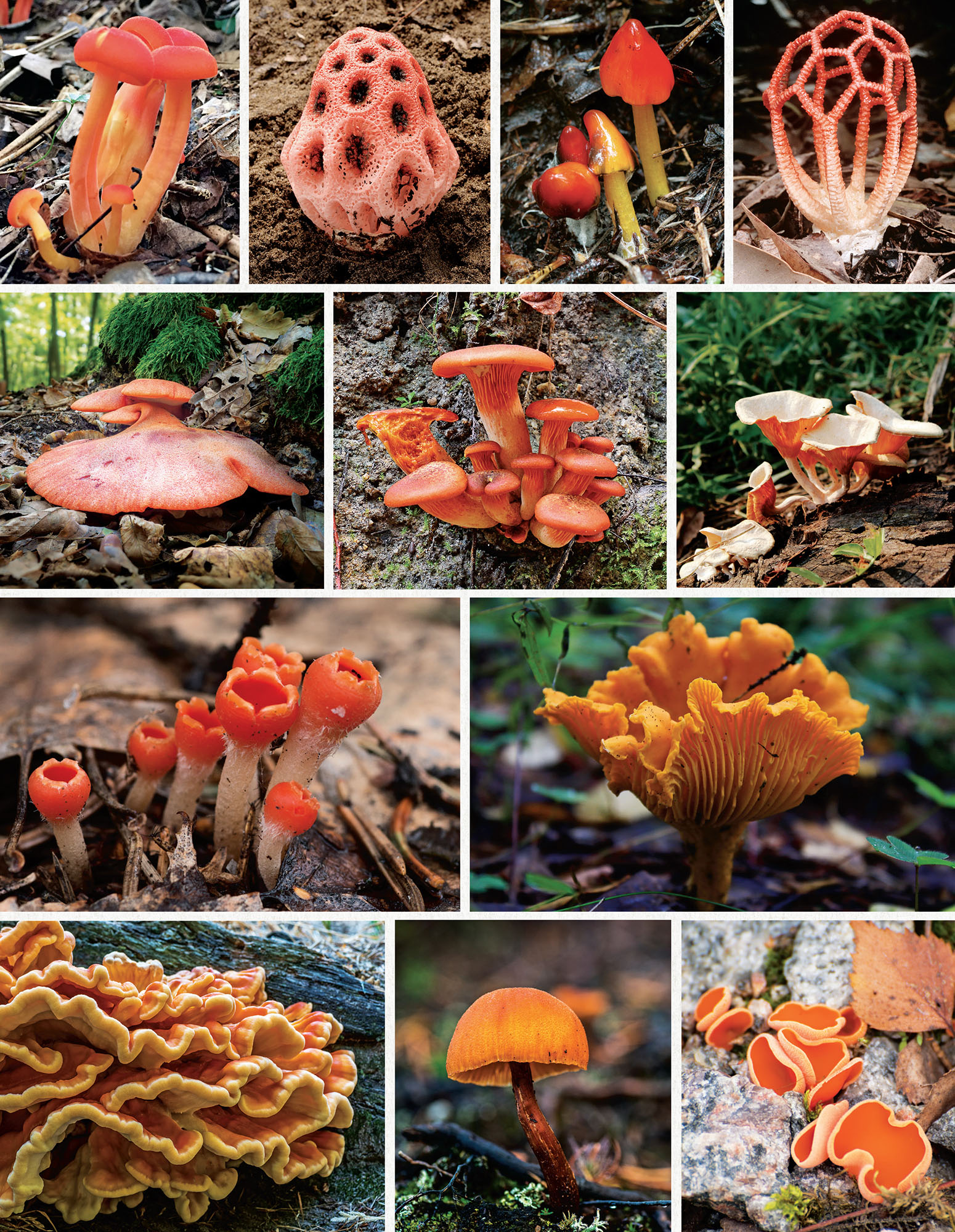 FROM TOP LEFT TO BOTTOM RIGHT Mushroom species unknown Clathrus sp Taylor - photo 7