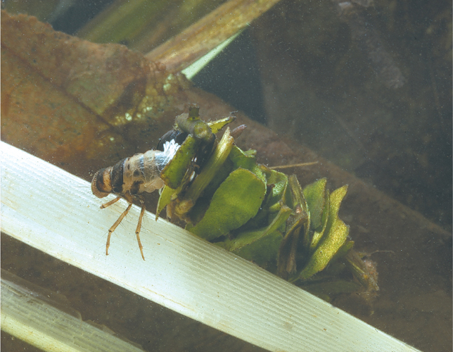 Frontispiece Caddisfly larva in the case-making family Limnephilidae - photo 1