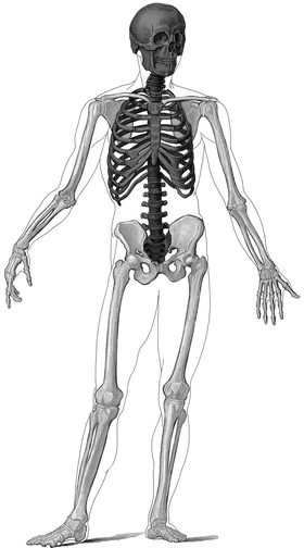 Fig 1-2 The axial and appendicular skeleton The darker shaded bones comprise - photo 2