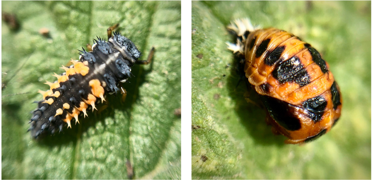 Harlequin larva left and pupa right Harlequin ladybirds The Harlequin - photo 5