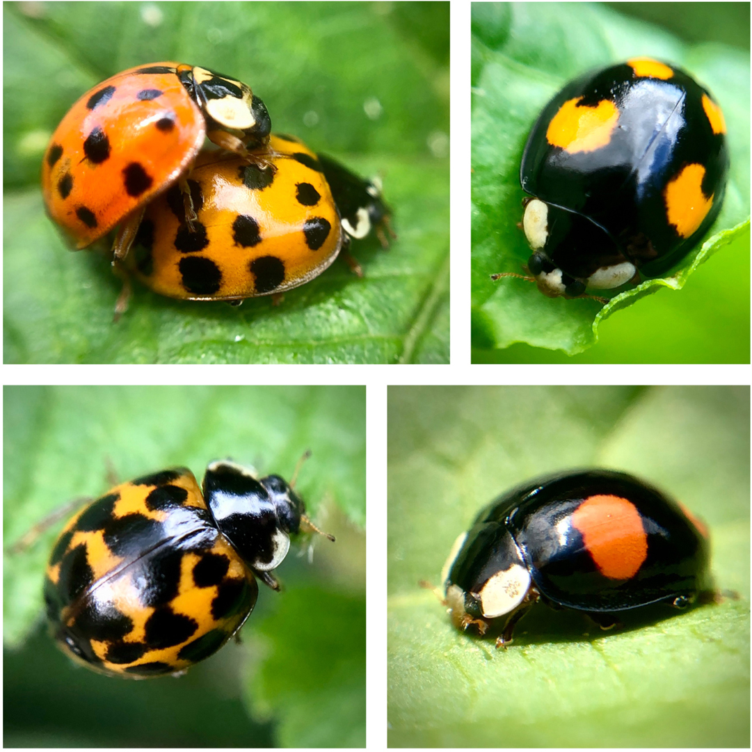 Harlequin ladybirds The Harlequin ladybird Harmonia axyridis was introduced - photo 6