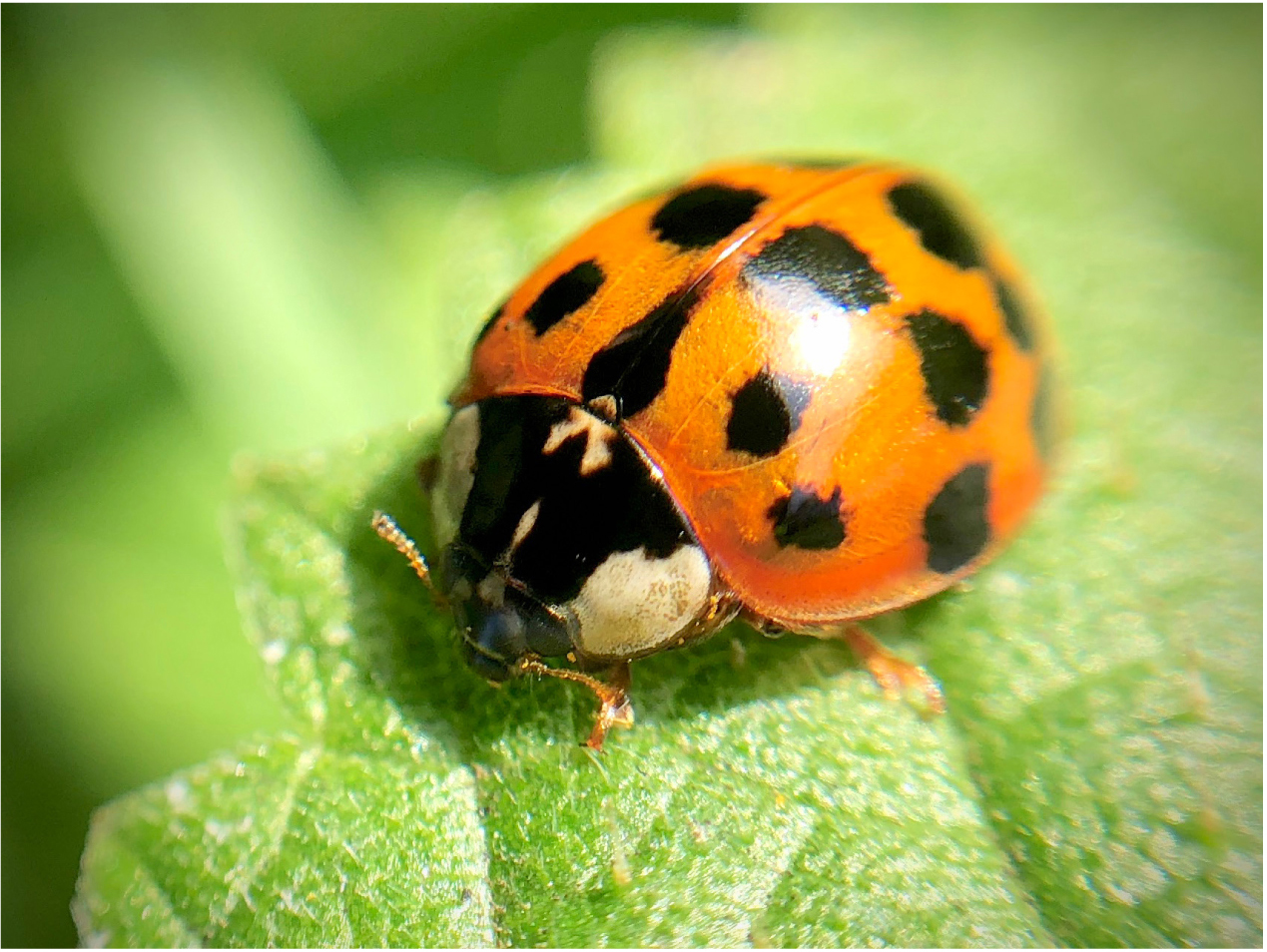 Between 1982 and 2003 the Harlequin ladybird above was introduced to several - photo 7