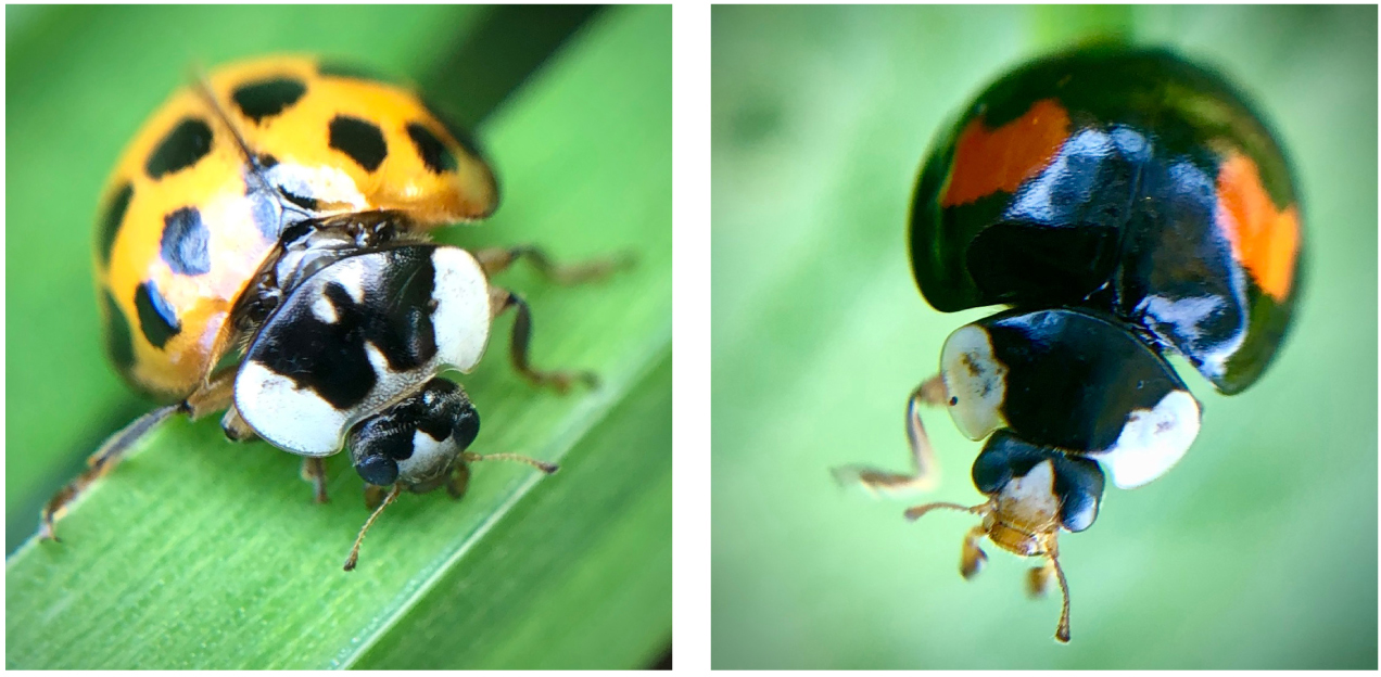 In 2005 the UK Ladybird Survey a citizen science initiative involving online - photo 8