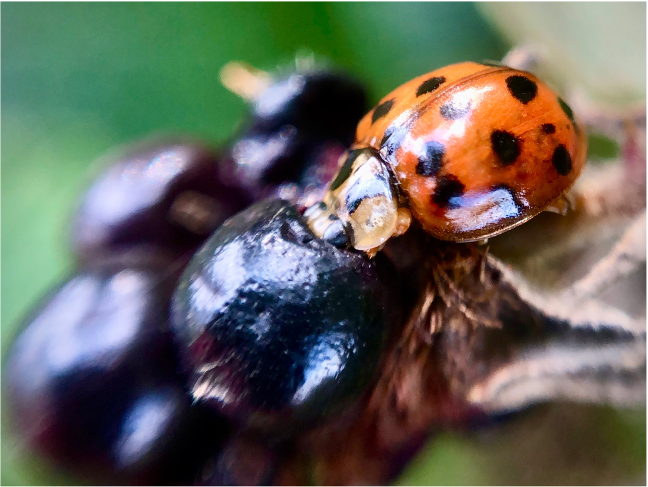 A Harlequin gorging on a blackberry The descriptions and photographs in this - photo 9