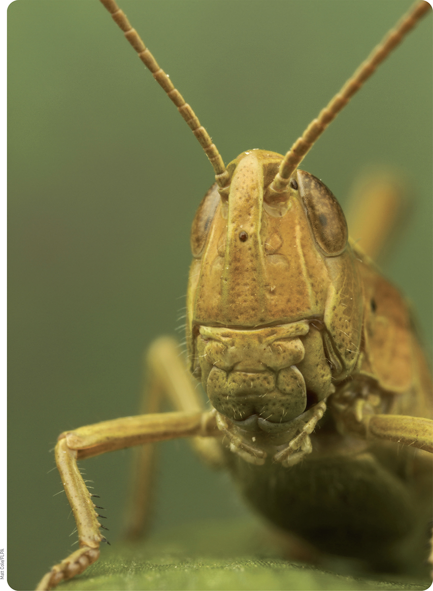 Common Field Grasshopper Chorthippus brunneus adult close-up of head - photo 3